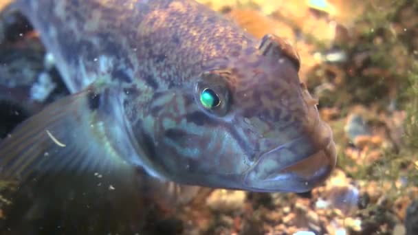 Mariene vissen ronde goby (Neogobius melanostomus). — Stockvideo