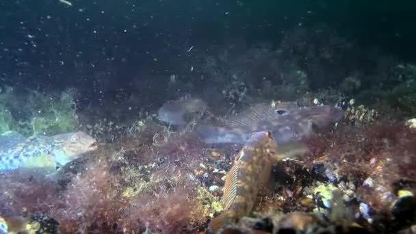 Peixe marinho Round goby (Neogobius melanostomus ). — Vídeo de Stock