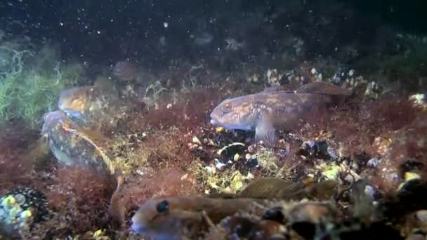 Ikan laut bulat goby (Neogobius melanostomus ). — Stok Video