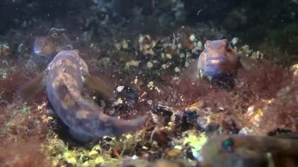 Peces marinos Goby redondo (Neogobius melanostomus ). — Vídeos de Stock