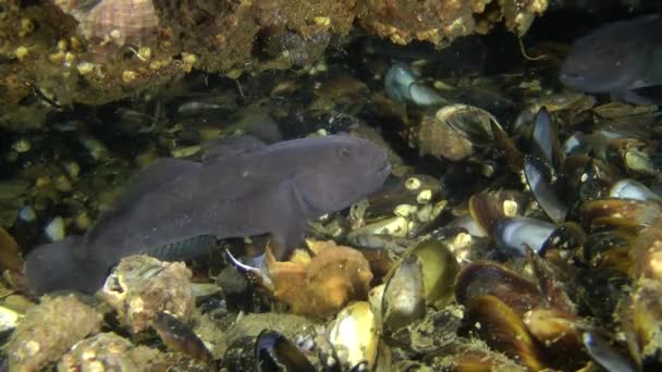 Deniz balık yuvarlak kaya balığı (Neogobius melanostomus). — Stok video