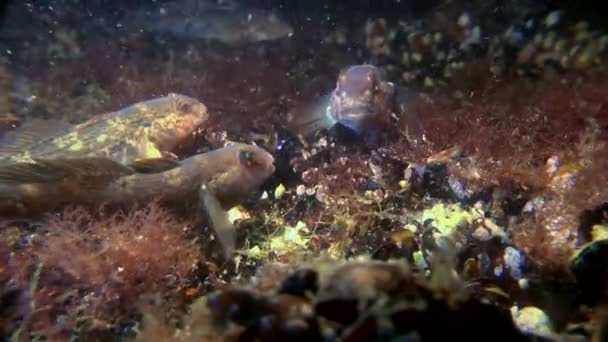 Marine ψάρια στρογγυλή γοβιούς (Neogobius melanostomus). — Αρχείο Βίντεο