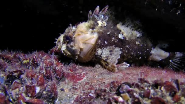 Zwarte scorpionfish (Scorpaena porcus). — Stockvideo