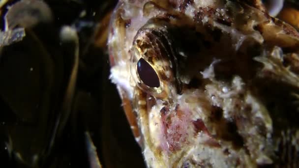 European black scorpionfish (Scorpaena porcus). — 图库视频影像