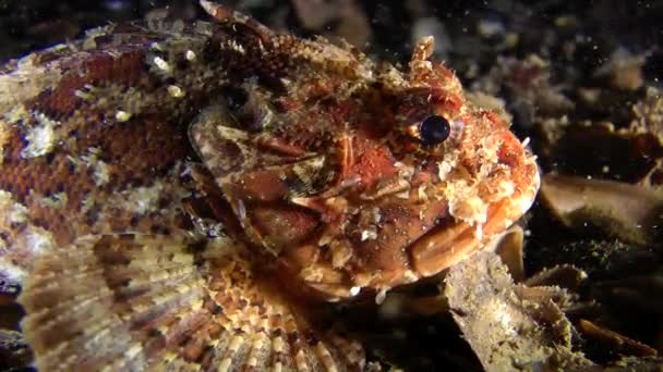 Europäischer Schwarzer Skorpionfisch (scorpaena porcus)). — Stockvideo