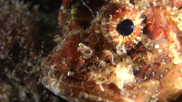 European black scorpionfish (Scorpaena porcus). — Wideo stockowe