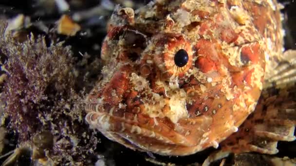 European black scorpionfish (Scorpaena porcus). — 图库视频影像