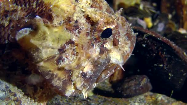 Czarny scorpionfish (Scorpaena porcus). — Wideo stockowe