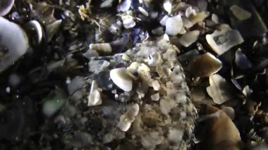 Deniz balığı Deniz bach (Arnoglossus kessleri).