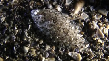 Deniz balığı Deniz bach (Arnoglossus kessleri).