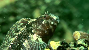 Dokunaçlı blenny (Parablennius tentacularis).