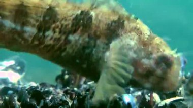 Dokunaçlı blenny (Parablennius tentacularis).