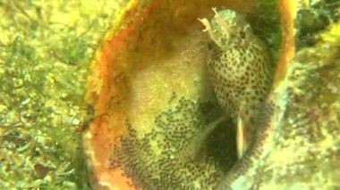 Dokunaçlı blenny (Parablennius tentacularis).