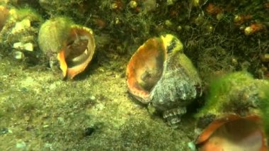 Dokunaçlı blenny (Parablennius tentacularis).