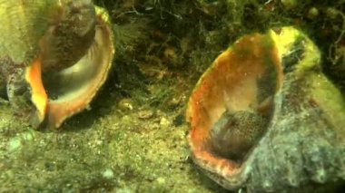 Dokunaçlı blenny (Parablennius tentacularis).