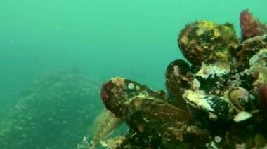 Erkeği olarak yuva üzerinde dokunaçlı blenny (Parablennius tentacularis).