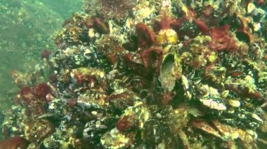 Erkeği olarak yuva üzerinde dokunaçlı blenny (Parablennius tentacularis).