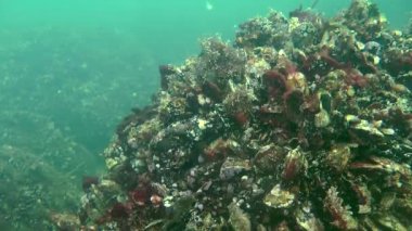 Erkeği olarak yuva üzerinde dokunaçlı blenny (Parablennius tentacularis).