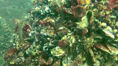 Erkeği olarak yuva üzerinde dokunaçlı blenny (Parablennius tentacularis).