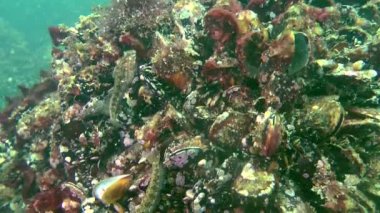 Erkeği olarak yuva üzerinde dokunaçlı blenny (Parablennius tentacularis).