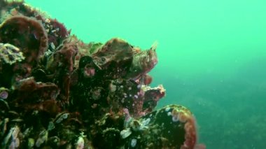 Erkeği olarak yuva üzerinde dokunaçlı blenny (Parablennius tentacularis).