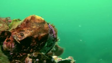 Erkeği olarak yuva üzerinde dokunaçlı blenny (Parablennius tentacularis).