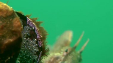 Erkeği olarak yuva üzerinde dokunaçlı blenny (Parablennius tentacularis).
