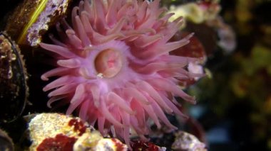 Boncuk şakayığı (Actinia equina).
