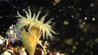 Boncuk şakayığı (Actinia equina).