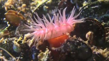 Boncuk şakayığı (Actinia equina).