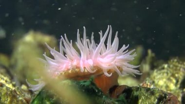 Boncuk şakayığı (Actinia equina).