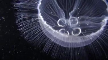Denizanası Aurelia (Aurelia aurita).