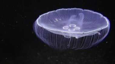 Denizanası Aurelia (Aurelia aurita).