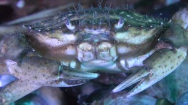 Yeşil Yengeç (Çingene maenas).