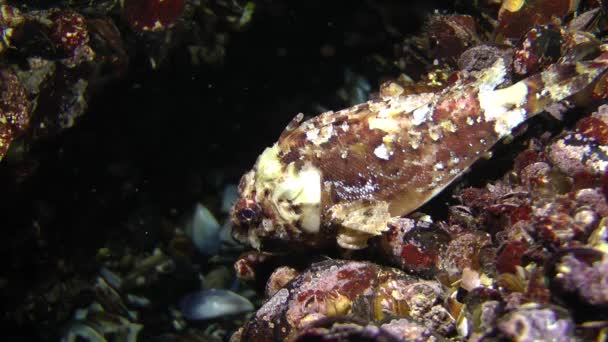 Pez escorpión negro (Scorpaena porcus ). — Vídeo de stock