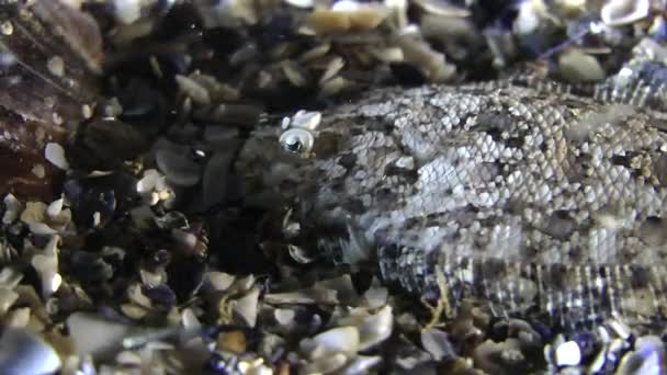 Морська Риба морська Баха (Арноглоссю кеслері). — стокове відео