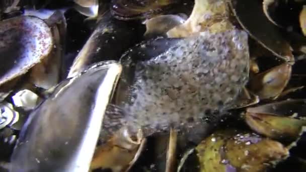 Poissons marins Bbach de mer (Arnoglossus kessleri ). — Video