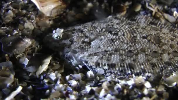 Meeresfische Meeresbach (arnoglossus kessleri)). — Stockvideo