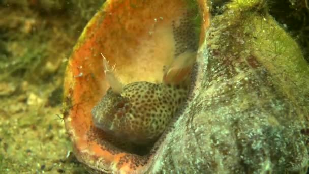 Hane av tentakler tånglake (Parablennius tentacularis) på boet. — Stockvideo