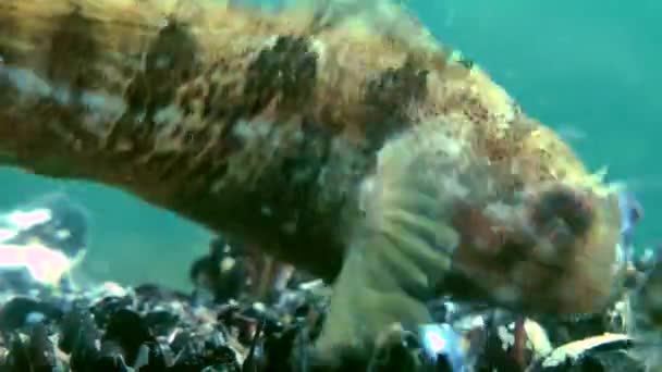 Tentakelblenny (parablennius tentacularis)). — Stockvideo