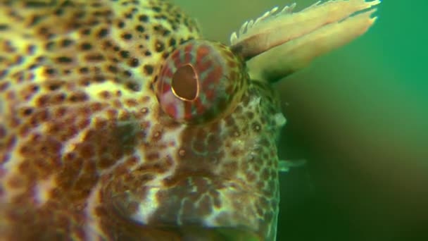 Tentacled blenny Gözü (Parablennius tentacularis). — Stok video