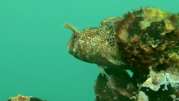 Férfi Tentacled nyálkáshal (Parablennius tentacularis) a fészken költő állatok. — Stock videók