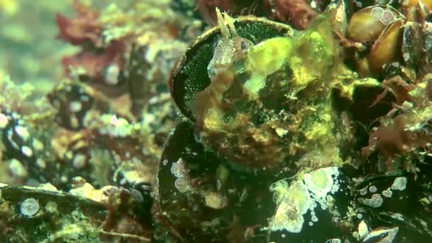Mężczyzna z mackami blenny (Parablennius tentacularis) na gniazdo. — Wideo stockowe