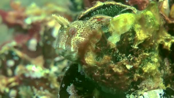 Male of Tentacled blenny (Parablennius tentacularis) on the nest. — Stock Video