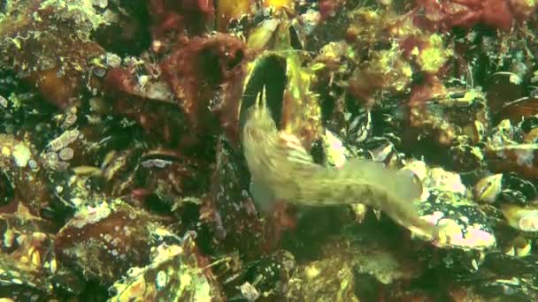 Male of Tentacled blenny (Parablennius tentacularis) on the nest. — Stock Video