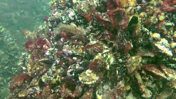Mâle de Tentacled blenny (Parablennius tentacularis) au nid .