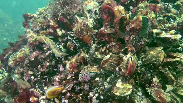 Férfi Tentacled nyálkáshal (Parablennius tentacularis) a fészken költő állatok. — Stock videók