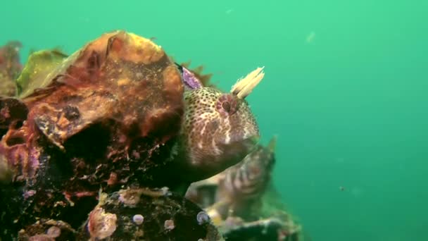 Αρσενικό του Tentacled blenny (Parablennius tentacularis) για την φωλιά. — Αρχείο Βίντεο