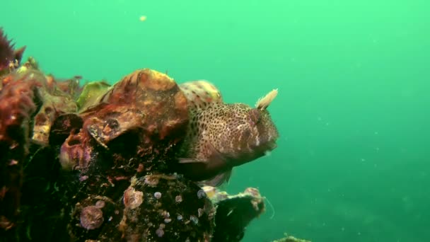 Férfi Tentacled nyálkáshal (Parablennius tentacularis) a fészken költő állatok. — Stock videók