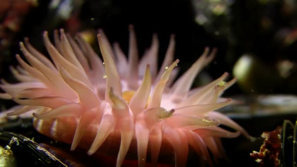 Beadlet anemone (Actinia equina). — Stock Video